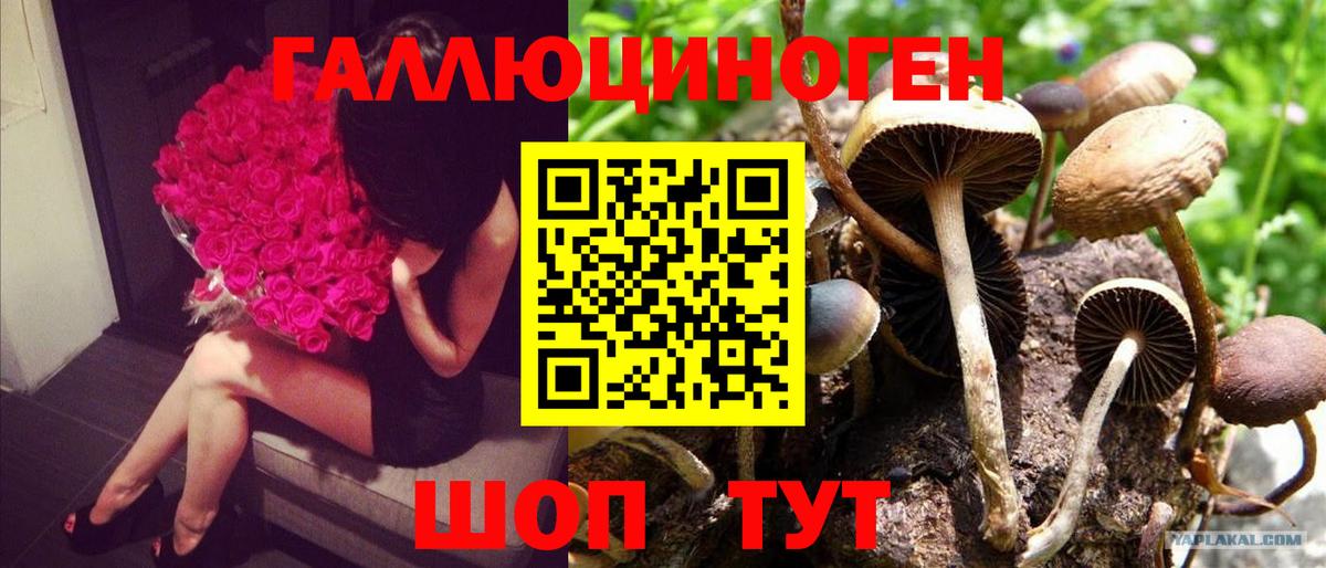Псилоцибиновые грибы мицелий Казань